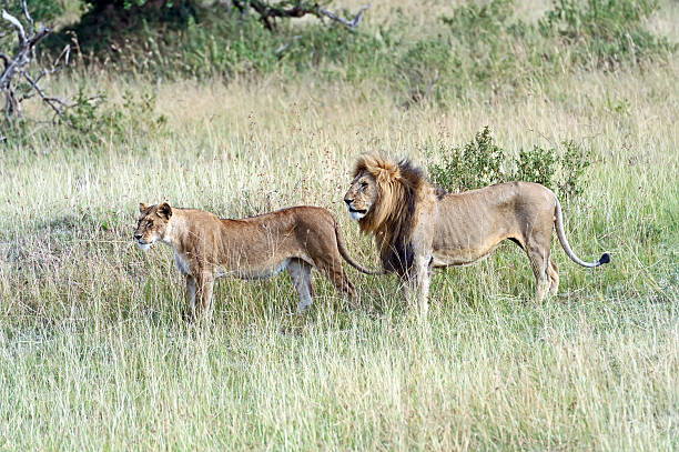 istock Portrait of young Lion 504126678