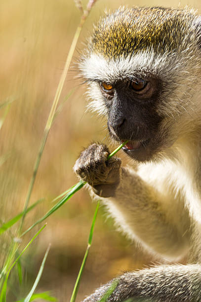 istock Green meerkat eats a blade of grass 504126972