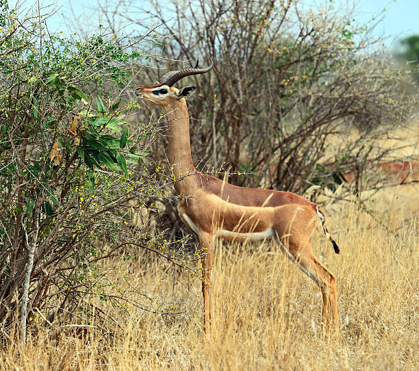 istock African gazelle gerenuk 504127154