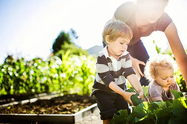 Two cute toddler aged kids harvest fresh beets from a nice raised bed garden, the bright morning sun shining behind them.  A great learning opportunity for kids to discover not only healthy nutrition but a sustainable environmentally friendly lifestyle as a family.  Horizontal image with copy space.