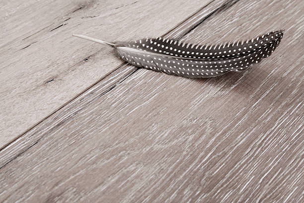 Engineered wood flooring with feather High depth of field shot of wood flooring (also called laminated wood flooring) with guinea fowl feather, engineered wood flooring is composed of two or more layers of wood in the form of a plank. The top layer (lamella) is the wood that is visible when the flooring is installed and is adhered to the core. guinea fowl stock pictures, royalty-free photos & images