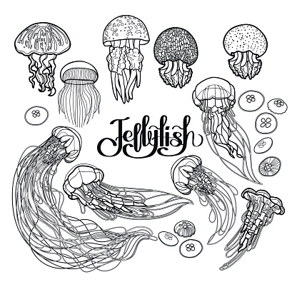 Jellyfish drawn in line art style. Vector ocean animals in black and white colors. Coloring book page design