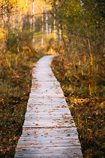 istock Wooden boarding path way pathway in autumn forest 504129408