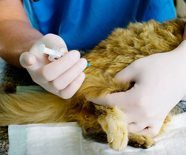 istock veterinarian makes the injection 504129819