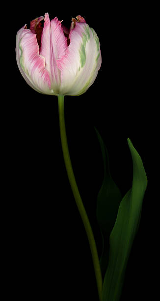 istock Pink and White parrot tulip isolated against a black background 504130146