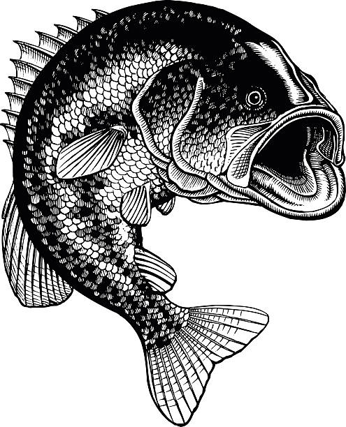 Bass Jumping Vintage Bass Jumping Vintage is an illustration of a large mouth bass jumping out of the water in a detailed black and white hand-drawn vintage style. freshwater bass stock illustrations