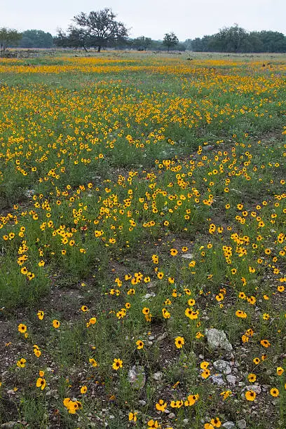Field of Indian Blanket & Greenthread in bloom in the Texas Hill Country.