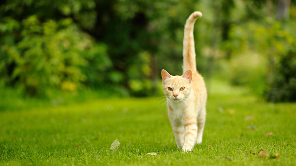 istock Graceful Cat Walking on Green Grass (16:9 Aspect Ratio) 504131195