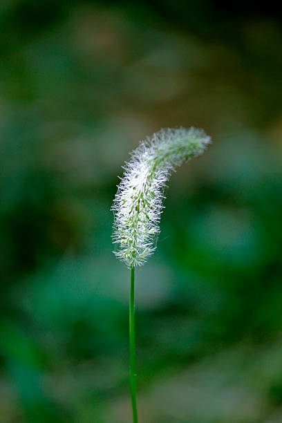 istock Setaria verticillata, Bristly foxtail 504132045