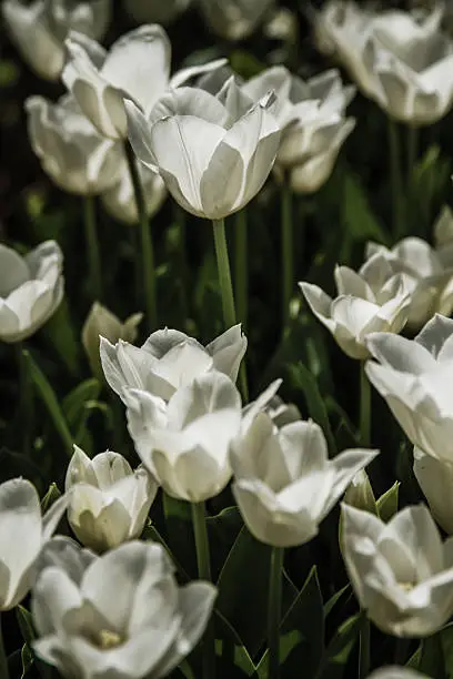 Close-up view of white tulips in a park, spring landscape background