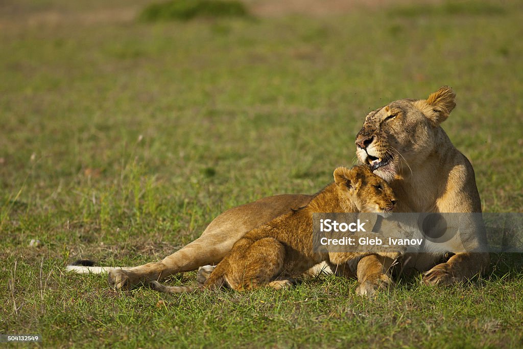 pride lioness, baby, pride, cat, predator, grass, savannah, africa, Botswana Africa Stock Photo