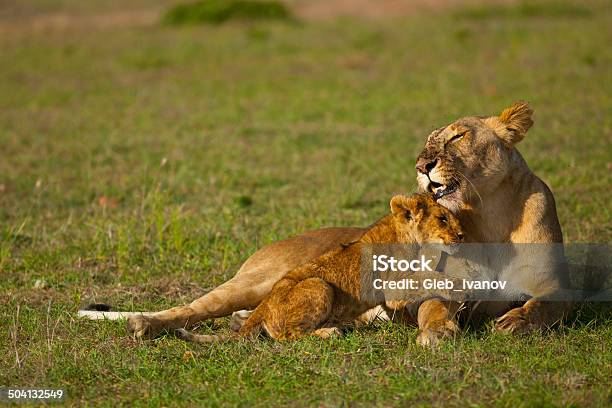 Pride Stock Photo - Download Image Now - Africa, Animal, Animals Hunting