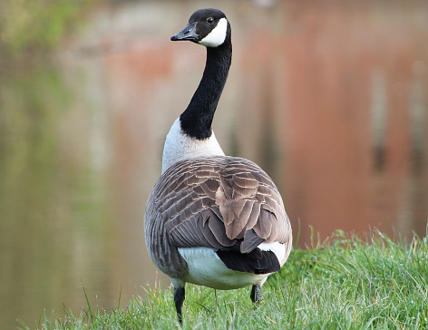 Geese floating in lake