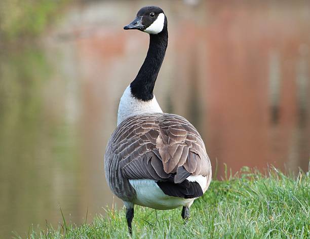 Canada Goose Canada Goose canada goose photos stock pictures, royalty-free photos & images