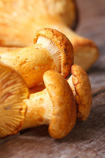 istock yellow chanterelle mushrooms on a wooden table 504133413