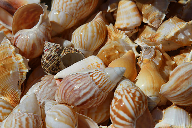 istock sea shells collected in the ocean for collectors 504133515