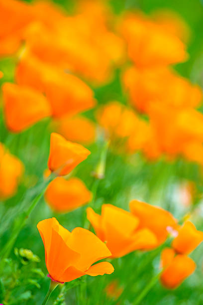 istock Californian poppy 504133569