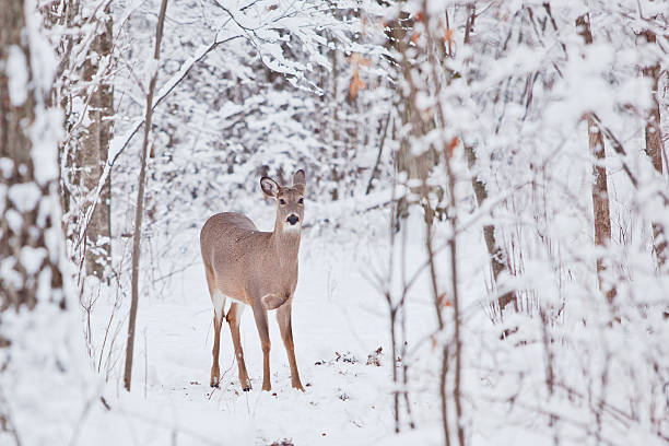 istock Deer in the snowy woods 504133596