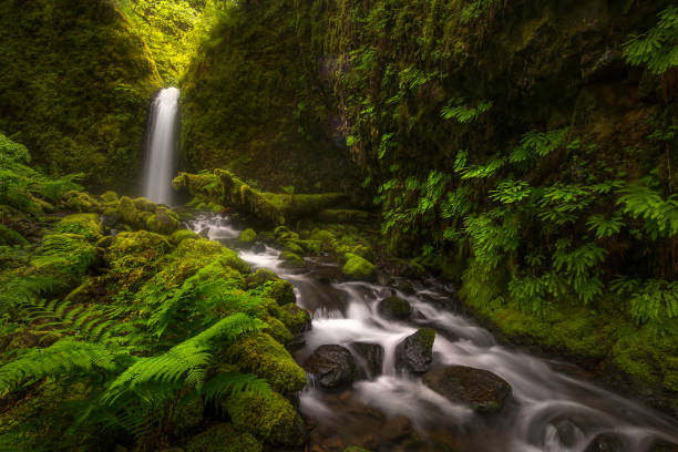 istock Garden of Eden II 504133715