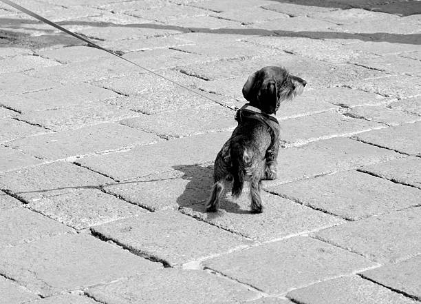 Black and white dog on light
