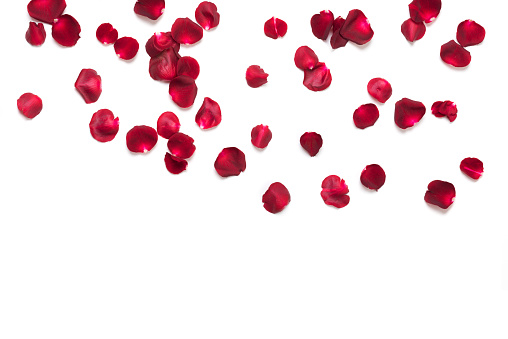 Red Rose Petals on White.