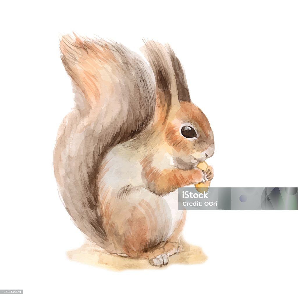 Squirrel with a nut. Vector Watercolor illustration in vector Squirrel stock vector