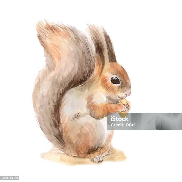 Squirrel With A Nut Vector Stock Illustration - Download Image Now - Squirrel, Watercolor Painting, Animal