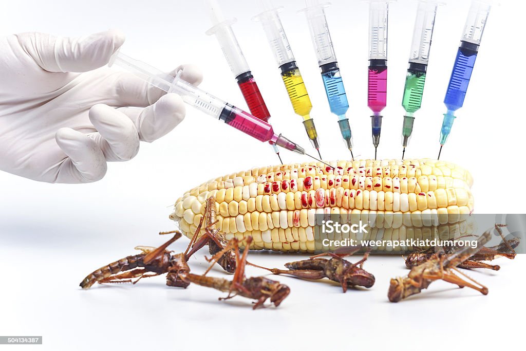 gmo de maíz - Foto de stock de ADN libre de derechos