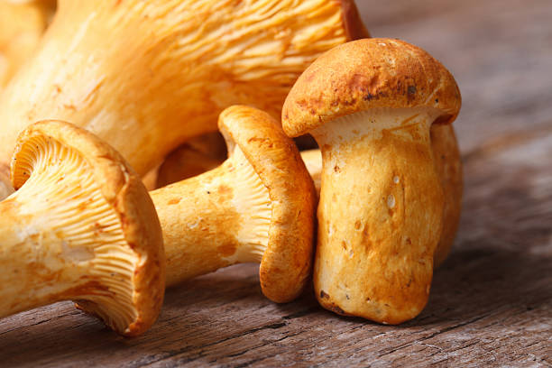 istock many yellow chanterelle mushrooms macro horizontal 504134721