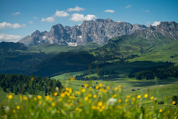istock Alpe di Siusi with flowers during summer time 504134746