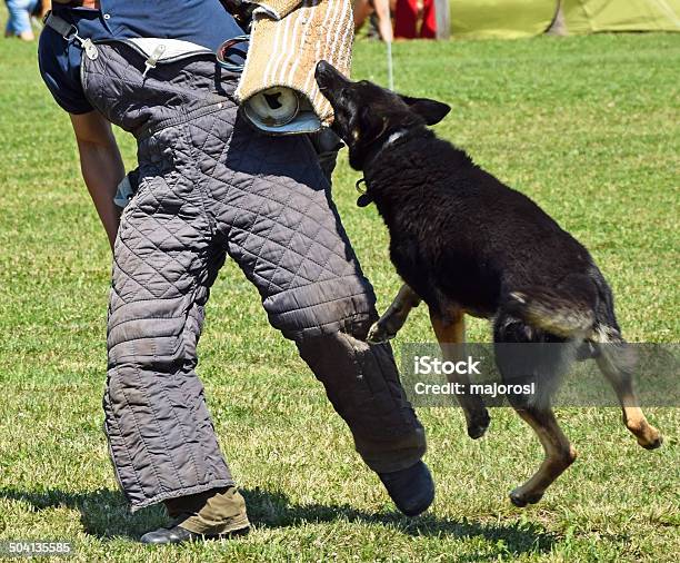 Dog In Training Stock Photo - Download Image Now - Adult, Adults Only, Animal