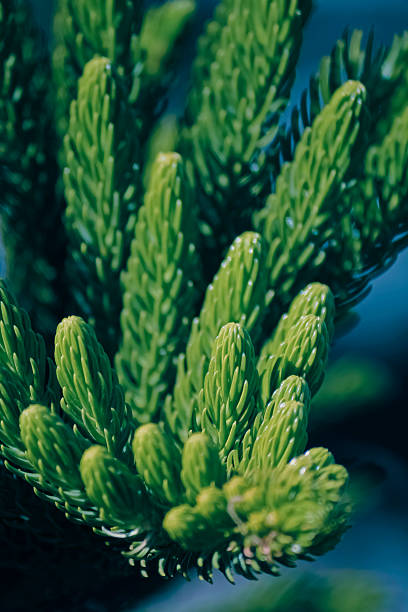 istock Norfolk Island pine, branch detail 504135717