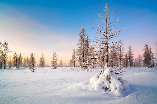 istock Beautiful winter landscape with snow covered trees 504177626