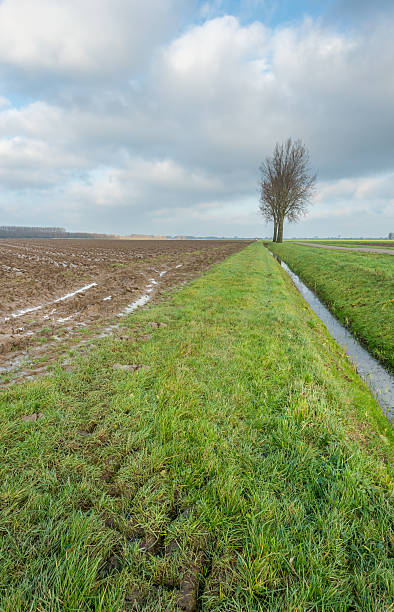 некоторые bare деревьев в сельской местности осенью пейзаж - polder autumn dirt field стоковые фото и изображения