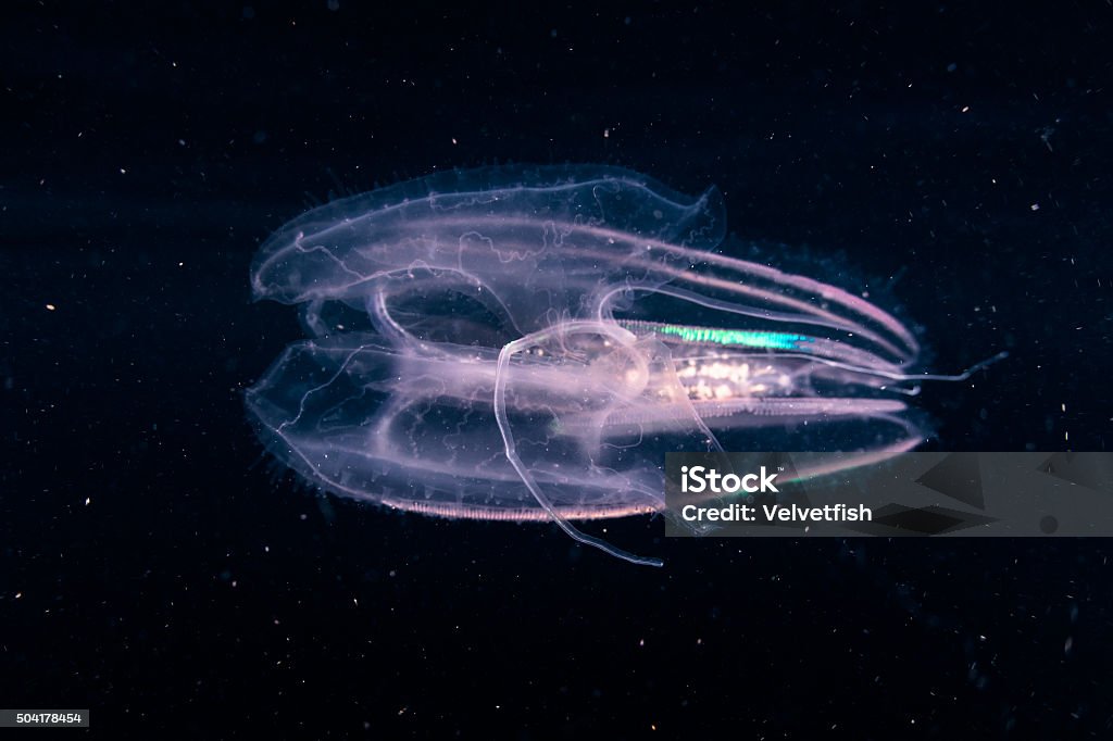 Comb Jelly in Dark Water A comb jelly, or ctenophore, swims through the dark waters of the western Pacific Ocean. These translucent creatures feed on tiny planktonic organisms and are found in all oceans. Comb Jelly Stock Photo