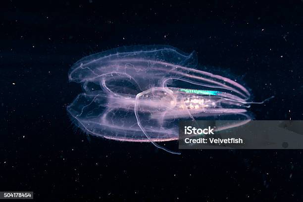 Comb Jelly In Dark Water Stock Photo - Download Image Now - Comb Jelly, Ctenophore, Animal Wildlife