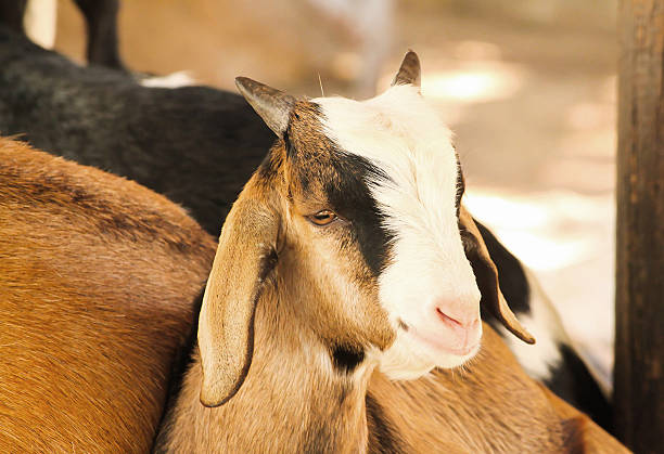 istock Single little brown domestic goat (Capra aegagrus hircus) 504178928