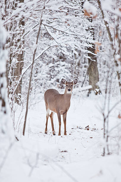 istock Whitetail deer in snow 504179096