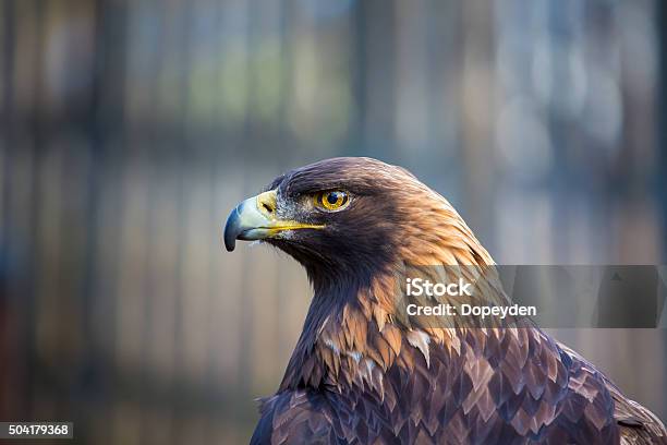 Águila Real La Cama King Del Cielo Foto de stock y más banco de imágenes de 2015 - 2015, Animal, Animales cazando