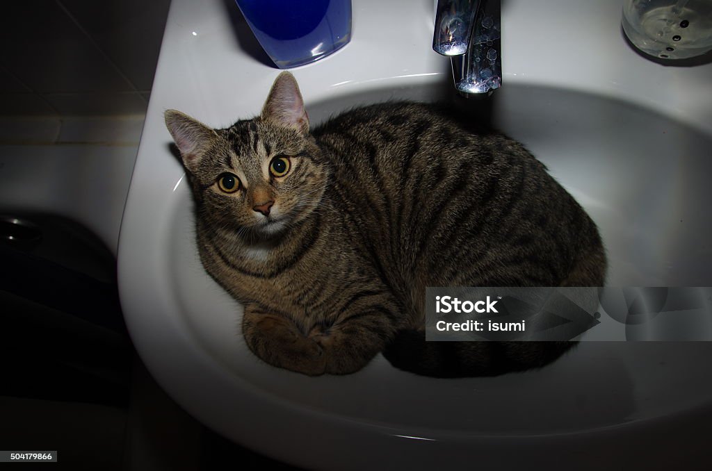 washbasin cat Animal Body Part Stock Photo