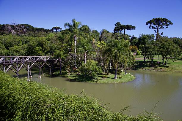 istock The araucaria the botanical garden 504180136