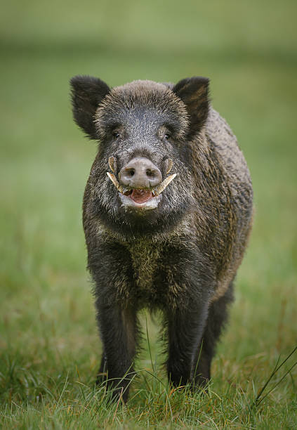 Wild boar – Foto