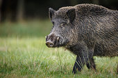 Wild boar in German forest