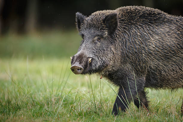 Wild boar in German forest A wild boar forages for acorns and apples in autumn snout photos stock pictures, royalty-free photos & images
