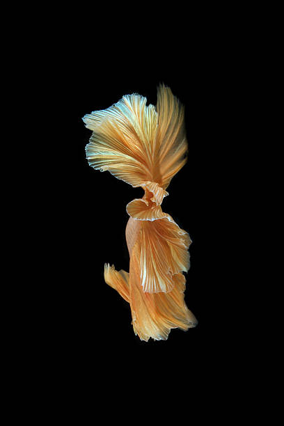 istock gold siamese fighting fish isolated on black background 504181996