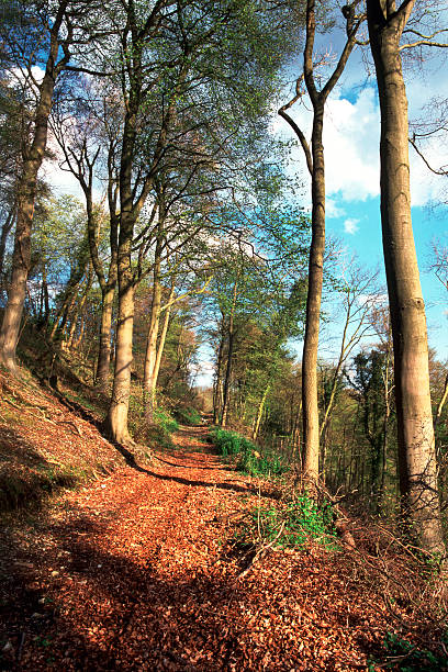 istock Hillside woodland footpath 504182860
