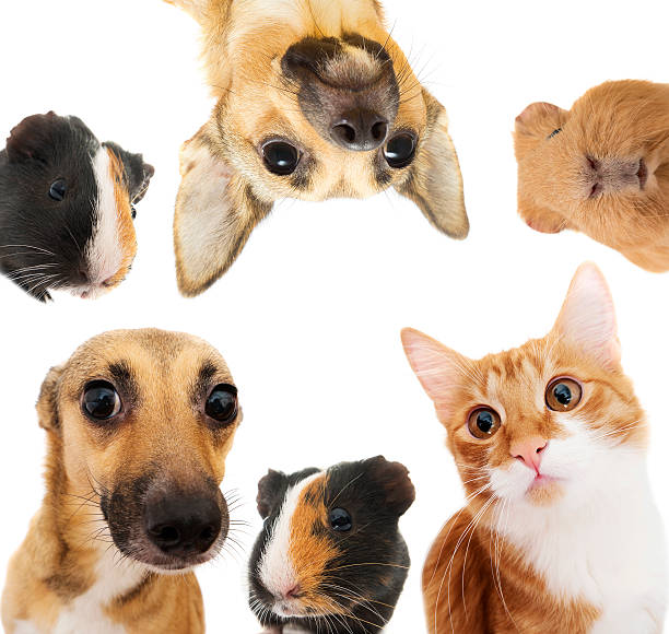 istock Set of pets peeking 504183952