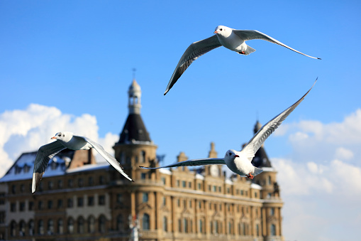 A significant piece of cultural heritage for Turkey and a symbol of Istanbul, the Haydarpaşa Railway Station is like a museum of history with objects from the Ottoman era. It is now closed to long-distance trains. 50 Mp.