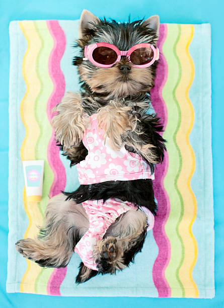 Yorkie Bathing Suit Yorkie Bathing Suit