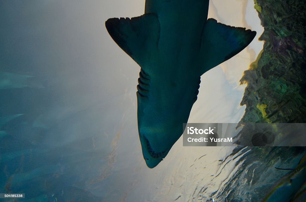 Shark An under view of a shark in an aquarium. Animals In Captivity Stock Photo